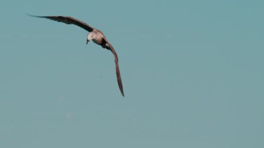 Martı kıyıya yakın uçuyor. Binalar ve arka planda mavi deniz var.
