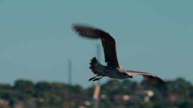 Açık mavi gökyüzüne doğru süzülen bir martıya yaklaş.