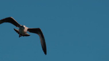 Açık mavi gökyüzüne doğru süzülen bir martıya yaklaş.