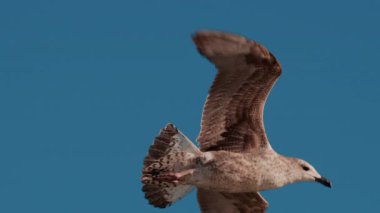 Açık mavi gökyüzüne doğru süzülen bir martıya yaklaş.