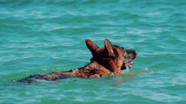 Bir Alman çoban köpeği Fransa 'nın Cannes şehrinde turkuaz denizde yüzer.