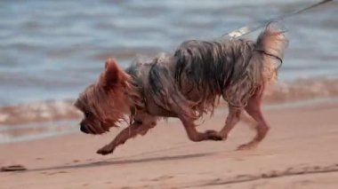 Deniz kenarındaki kumlu sahilde koşum takımı ve tasmasıyla küçük ıslak bir köpek yürüyor.