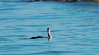 Yalnız bir deniz kuşu, sakin bir denizin yüzeyinde gün ışığını yansıtarak sakince süzülür.