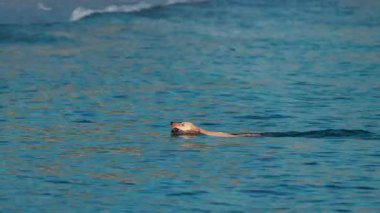 Bir köpek kıyıya yakın sakin mavi denizde güvenle yüzer.