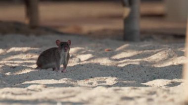 Kumlu yüzeyde duran vahşi sıçan, etrafını dikkatle izliyor.
