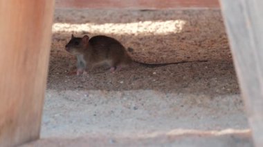 Kumlu bir ortamda, tahtadan bir yapının altında yürüyen kahverengi sıçan.