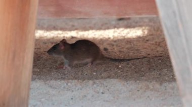 Kumlu bir ortamda, tahtadan bir yapının altında yürüyen kahverengi sıçan.