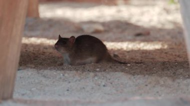 Kumlu bir ortamda, tahtadan bir yapının altında yürüyen kahverengi sıçan.
