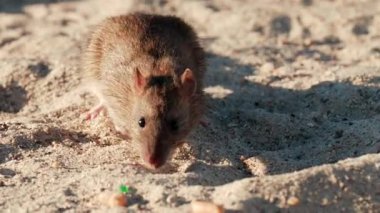 Sıcak güneş ışığında kumların üzerinde dağılmış fıstıkları yiyen kahverengi bir farenin yakınına.