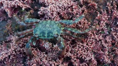 Pembe mercan ve deniz yosunlarıyla kaplı kayalık bir yüzeyde sürünen yeşil bir yengeci kapatın.