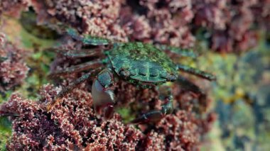 Pembe mercan ve deniz yosunlarıyla kaplı kayalık bir yüzeyde sürünen yeşil bir yengeci kapatın.