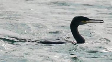 Bir karabatak kıyıya yakın açık mavi denize yüzer ve dalır.