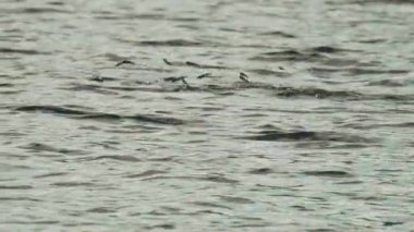 Atlayan balıklar arasında yüzen bir karabatak, avlanırken dalıyor ve tekrar yüzüyor.