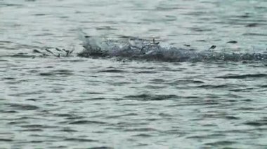 Küçük bir balık sürüsü, güneşin altında parıldayan sakin su yüzeyine sıçrayıp sıçrıyor.