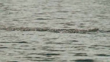 Atlayan balıklar arasında yüzen bir karabatak, avlanırken dalıyor ve tekrar yüzüyor.