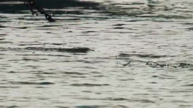 Bir karabatak kıyıya yakın açık mavi denize yüzer ve dalır.