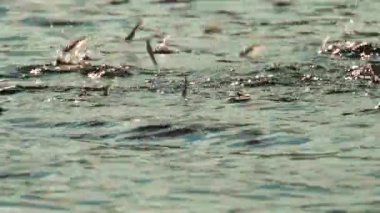 Kıyıya yakın denizden atlayan düzinelerce balık