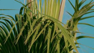Titrek yeşil palmiye yaprakları bulutsuz mavi gökyüzünün altında rüzgarda yavaşça sallanır.