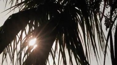 Öğleden sonra tropik palmiye yapraklarının arasından süzülen güneş ışığının görüntüsü