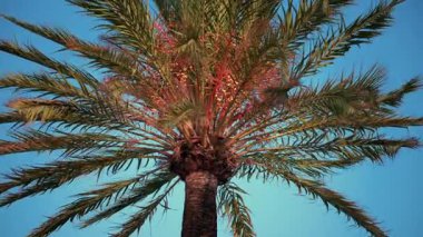 Gökyüzünde sallanan yeşil yaprakları olan yüksek bir palmiye ağacının yukarıdan görünüşü