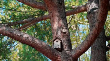 Yeşil yapraklarla çevrili bir ağaç dalına sabitlenmiş küçük ahşap bir kuş evinin yakınında.