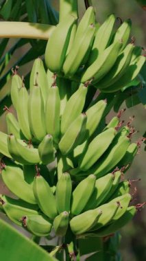 Fransa 'da, Golfe Juan' da muz ağacında yetişen yeşil muzları kapatın. Dikey