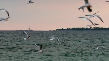 Gün batımında denizin üzerinde dinamik bir şekilde uçan bir grup martı ve uzaktan görünen bir yelkenli.