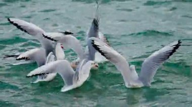 Gün batımında deniz üzerinde dinamik bir şekilde uçan bir grup martı.