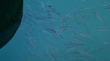 Bir grup balık kristal berrak turkuaz suda zarifçe yüzüyor.