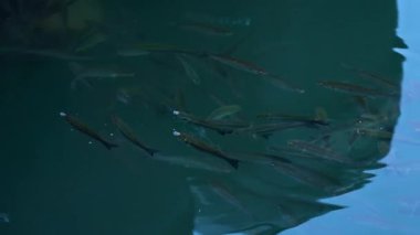 Bir grup balık kristal berrak turkuaz suda zarifçe yüzüyor.