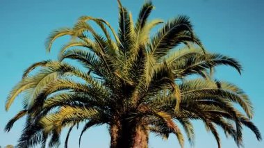 Taze yeşil palmiye yapraklarının ucu gün ışığında yavaşça sallanıyor.