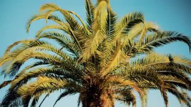 Taze yeşil palmiye yapraklarının ucu gün ışığında yavaşça sallanıyor.