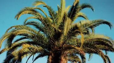 Taze yeşil palmiye yapraklarının ucu gün ışığında yavaşça sallanıyor.