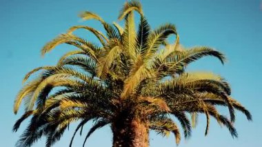 Taze yeşil palmiye yapraklarının ucu gün ışığında yavaşça sallanıyor.