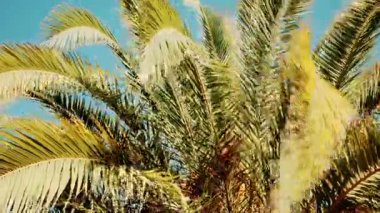 Taze yeşil palmiye yapraklarının ucu gün ışığında yavaşça sallanıyor.