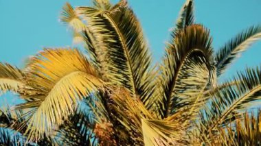 Taze yeşil palmiye yapraklarının ucu gün ışığında yavaşça sallanıyor.