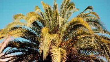 Taze yeşil palmiye yapraklarının ucu gün ışığında yavaşça sallanıyor.