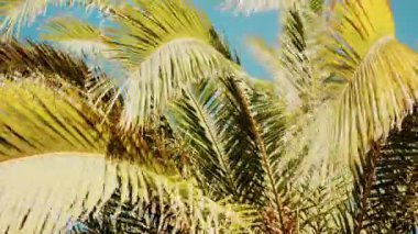Taze yeşil palmiye yapraklarının ucu gün ışığında yavaşça sallanıyor.