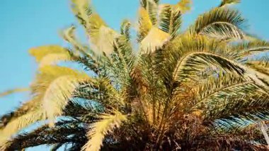 Taze yeşil palmiye yapraklarının ucu gün ışığında yavaşça sallanıyor.