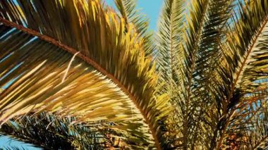 Taze yeşil palmiye yapraklarının ucu gün ışığında yavaşça sallanıyor.