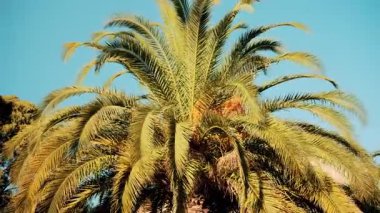 Taze yeşil palmiye yapraklarının ucu gün ışığında yavaşça sallanıyor.