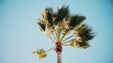 Taze yeşil palmiye yapraklarının ucu gün ışığında yavaşça sallanıyor.