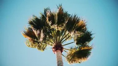 Taze yeşil palmiye yapraklarının ucu gün ışığında yavaşça sallanıyor.