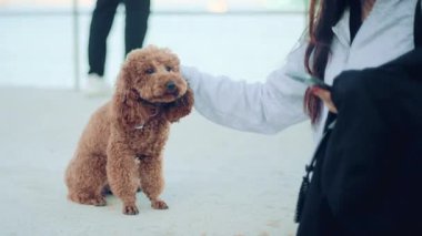 Gündelik elbiseli bir kadın denizin kenarında küçük kahverengi bir kanişi okşuyor.