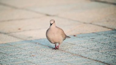 Avrasya yakalı güvercini güneş ışığında yürüyordu.