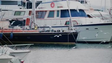 Cannes, Fransa - 12 Ekim 2025: Martılarla çevrili bir marinaya demirlemiş yatlar