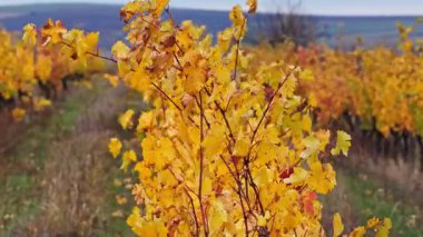 Moldova 'daki sarı üzüm bağlarının yaprakları, sonbahar melteminde usulca hareket ediyor.