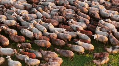 Sonbaharda Moldova 'daki altın bir yamaçtan geçen bir koyun sürüsünün hava aracı görüntüsü