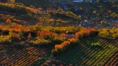 Sarı ve turuncu sonbahar yapraklarıyla kaplı sık ormanın insansız hava aracı görüntüsü