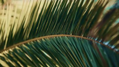 Açık gökyüzüne hafifçe sallanan yeşil bir palmiye yaprağının yakınında sığ bir alan derinliği ve yumuşak bir kıyı ışığı var.